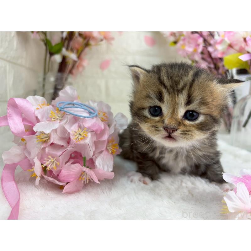 販売中の千葉県のラガマフィン-138182の1枚目