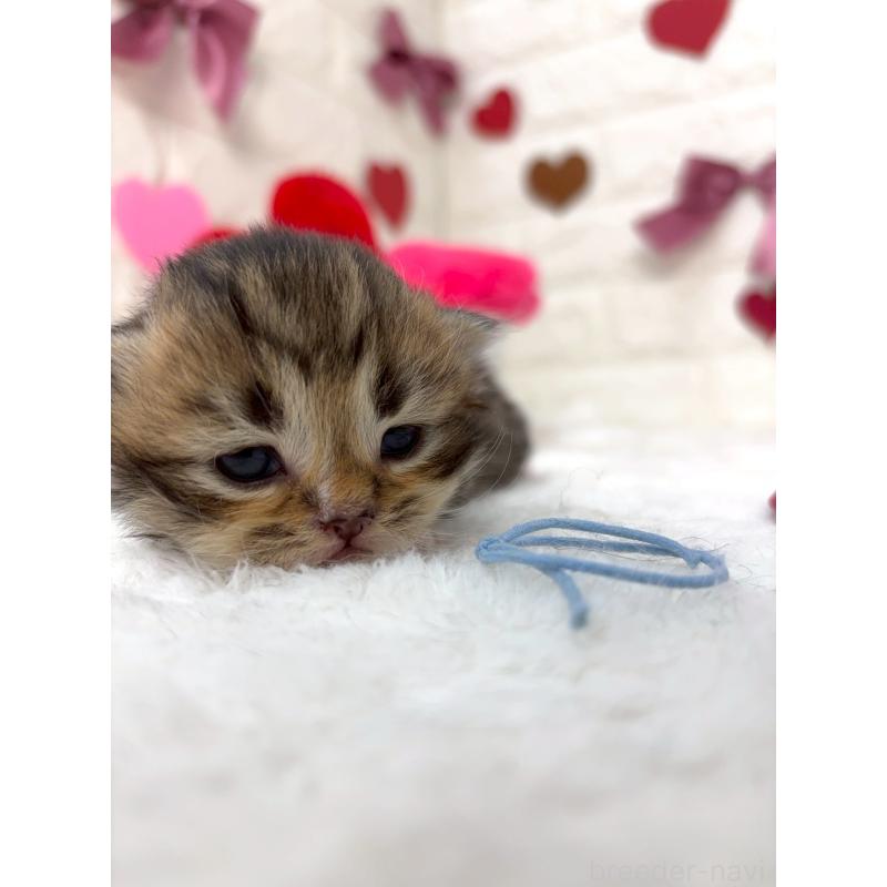 販売中の千葉県のラガマフィン-138182の6枚目