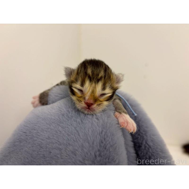 販売中の千葉県のラガマフィン-138182の5枚目