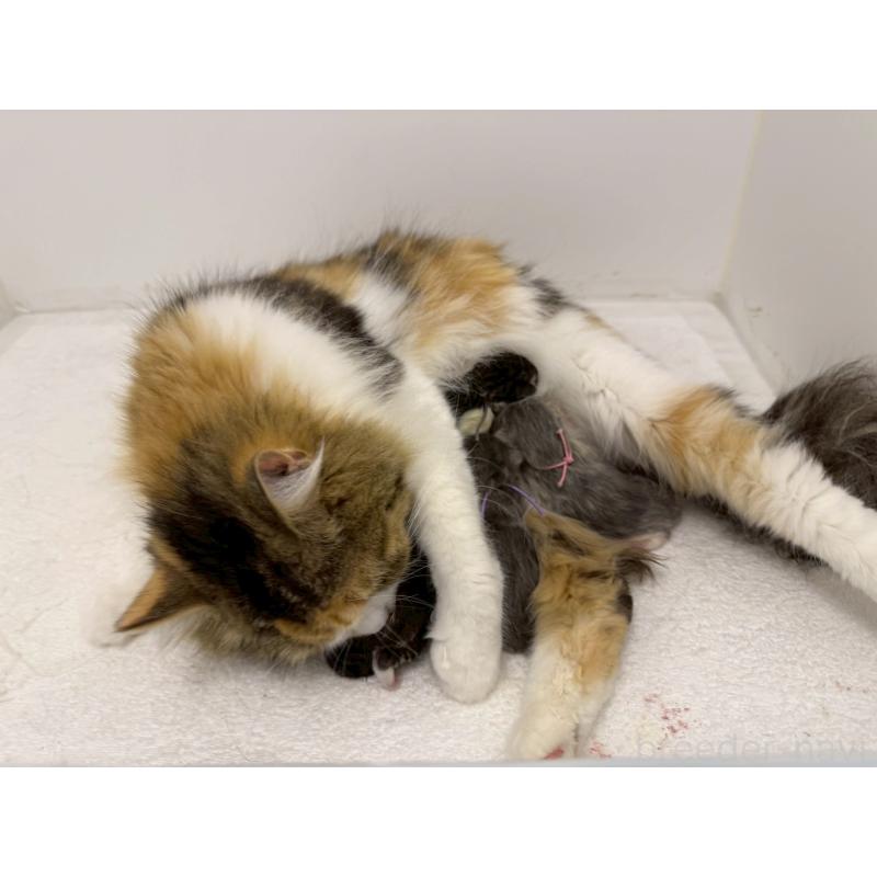 販売中の千葉県のラガマフィン-138182の2枚目