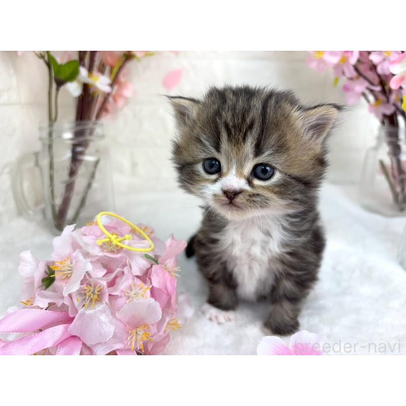 販売中の千葉県のラガマフィン-138184