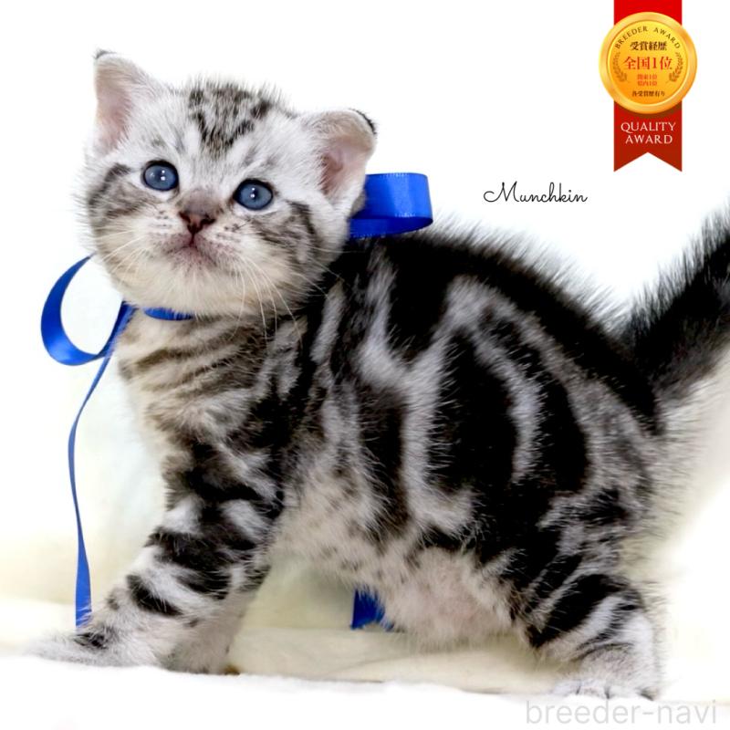 販売中の栃木県のマンチカン-137608