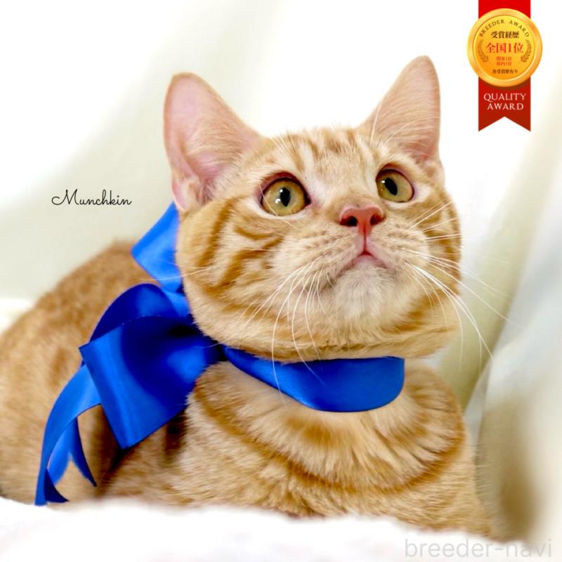 商談中の栃木県のマンチカン-135752の1枚目