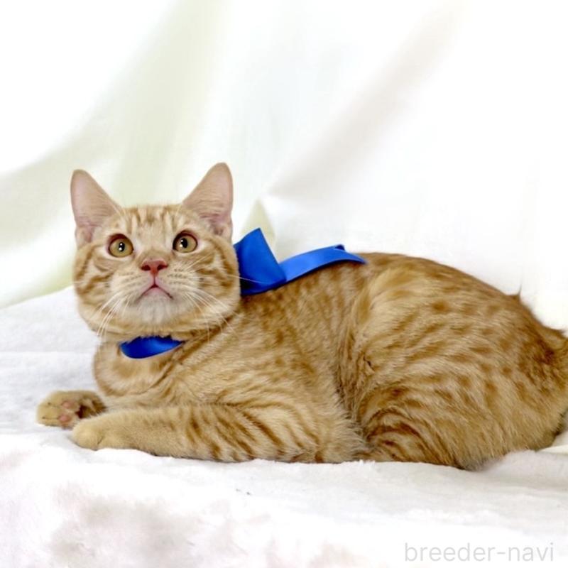 商談中の栃木県のマンチカン-135752の10枚目