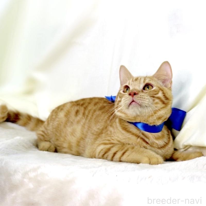 商談中の栃木県のマンチカン-135752の9枚目