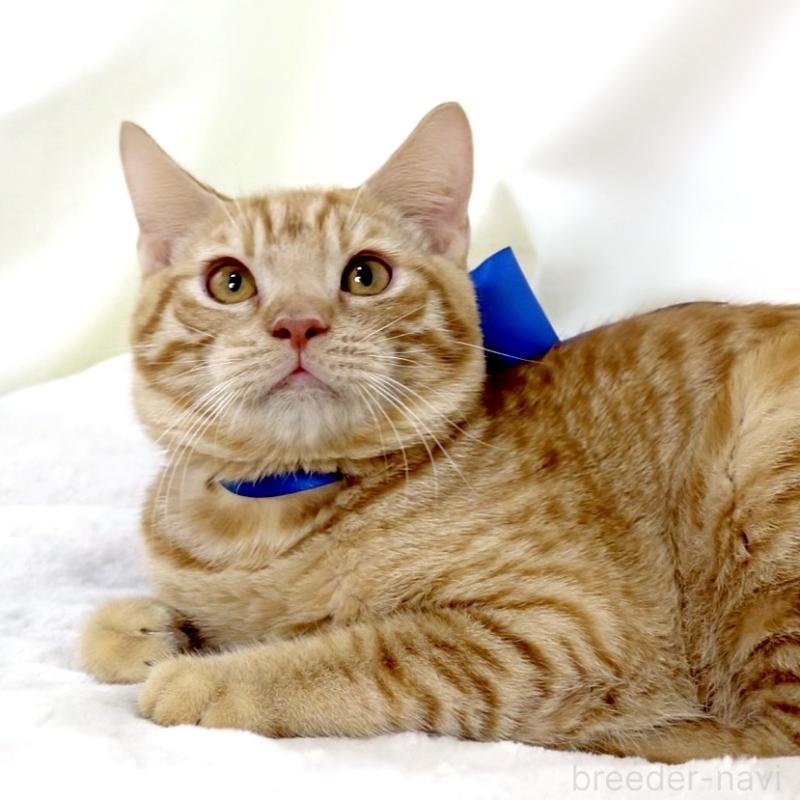 商談中の栃木県のマンチカン-135752の8枚目