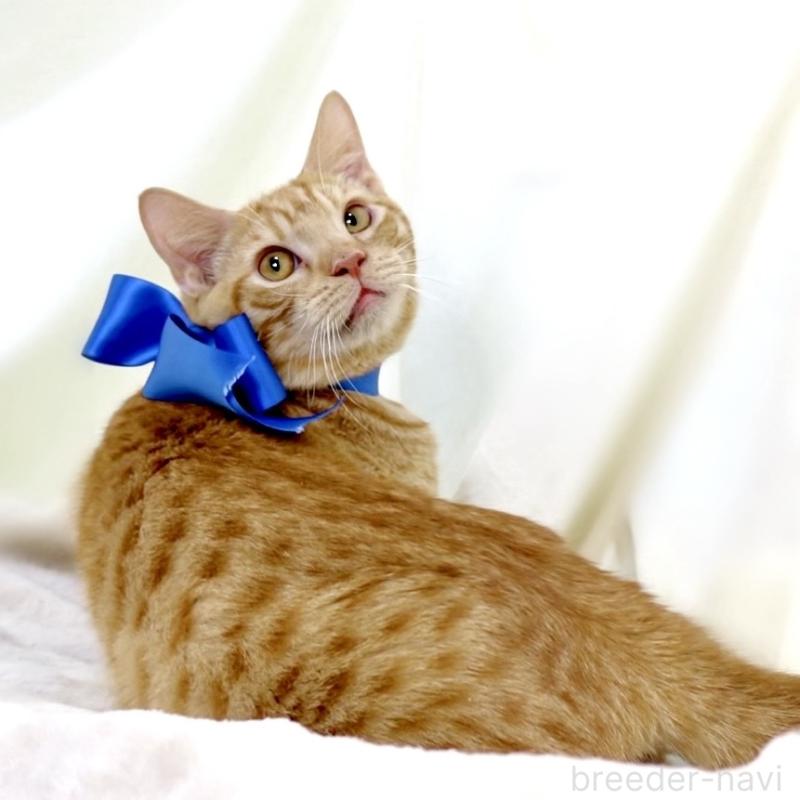 商談中の栃木県のマンチカン-135752の7枚目