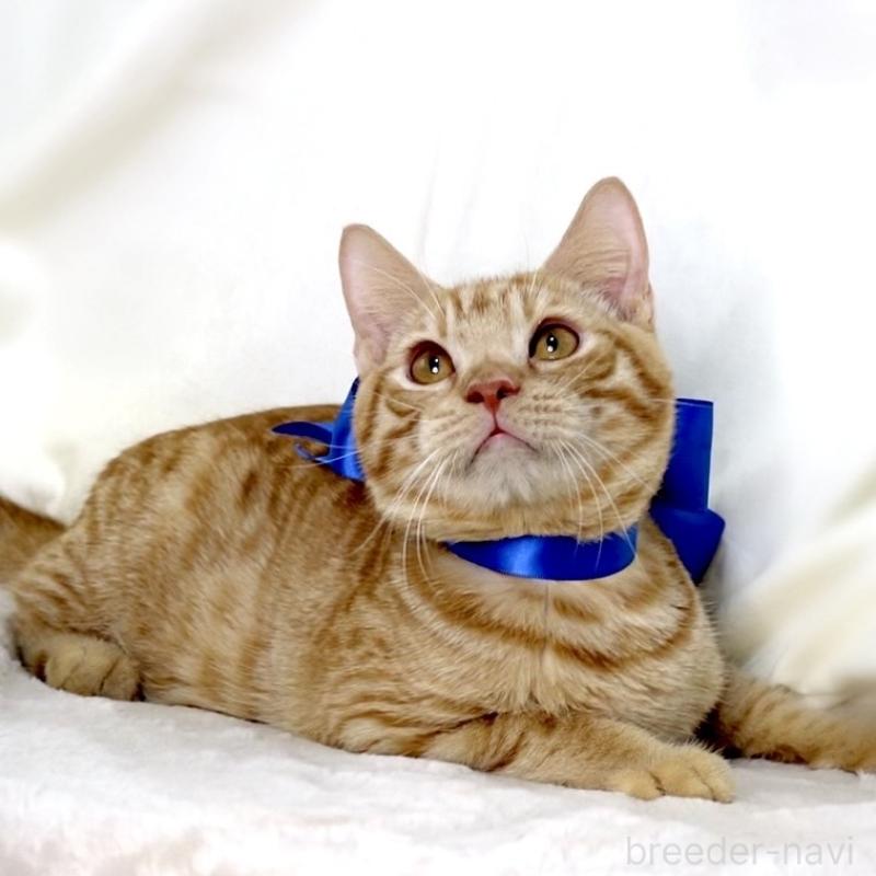 商談中の栃木県のマンチカン-135752の6枚目