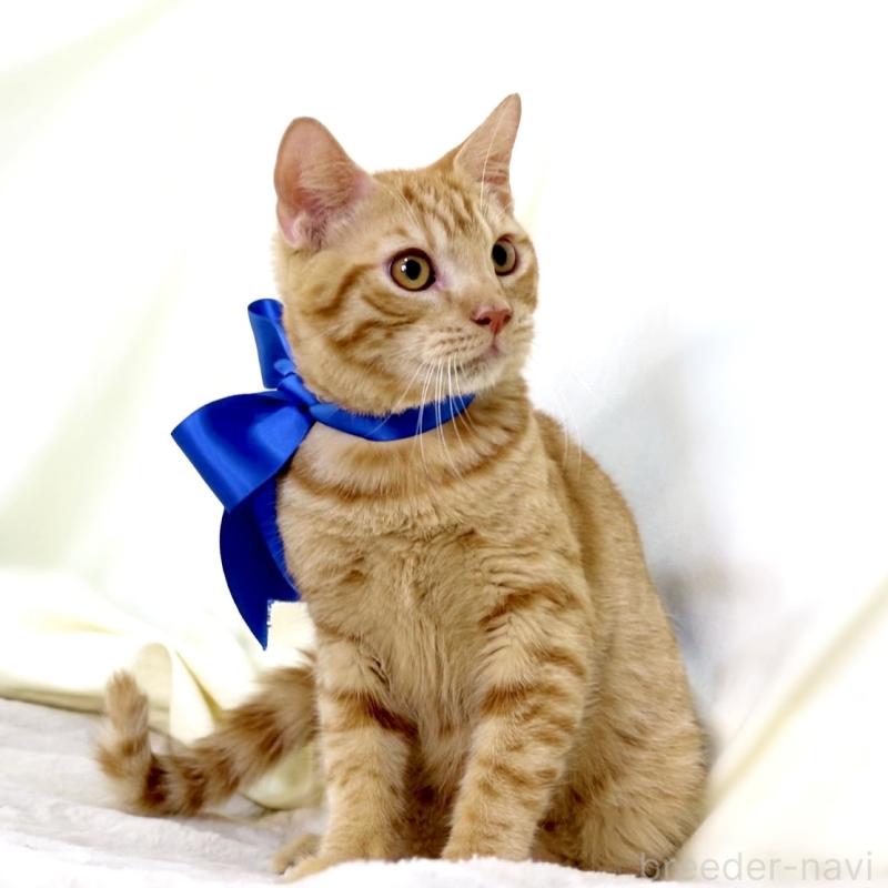 商談中の栃木県のマンチカン-135752の5枚目