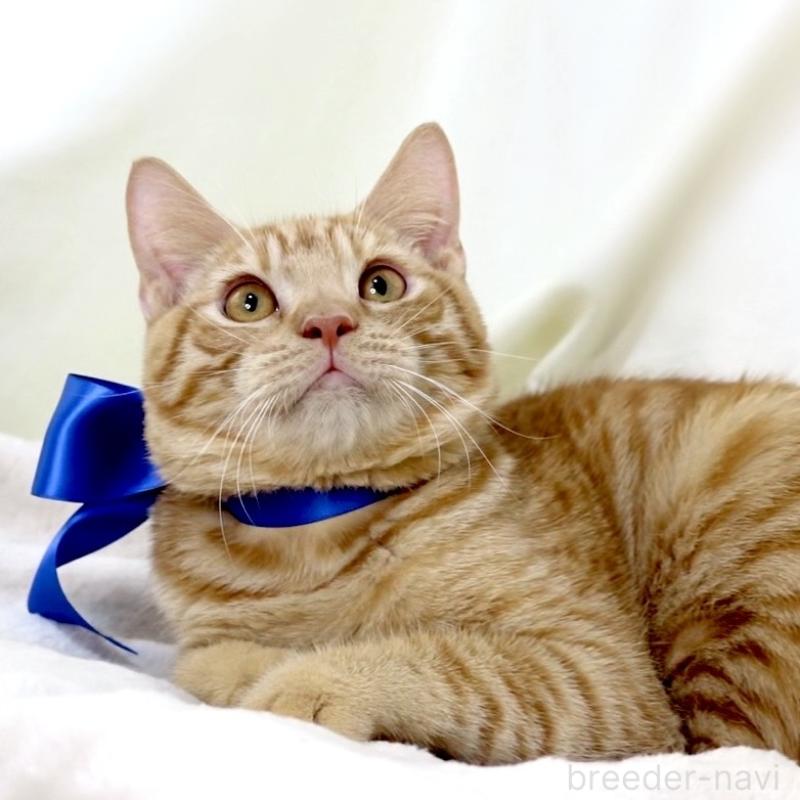 商談中の栃木県のマンチカン-135752の4枚目