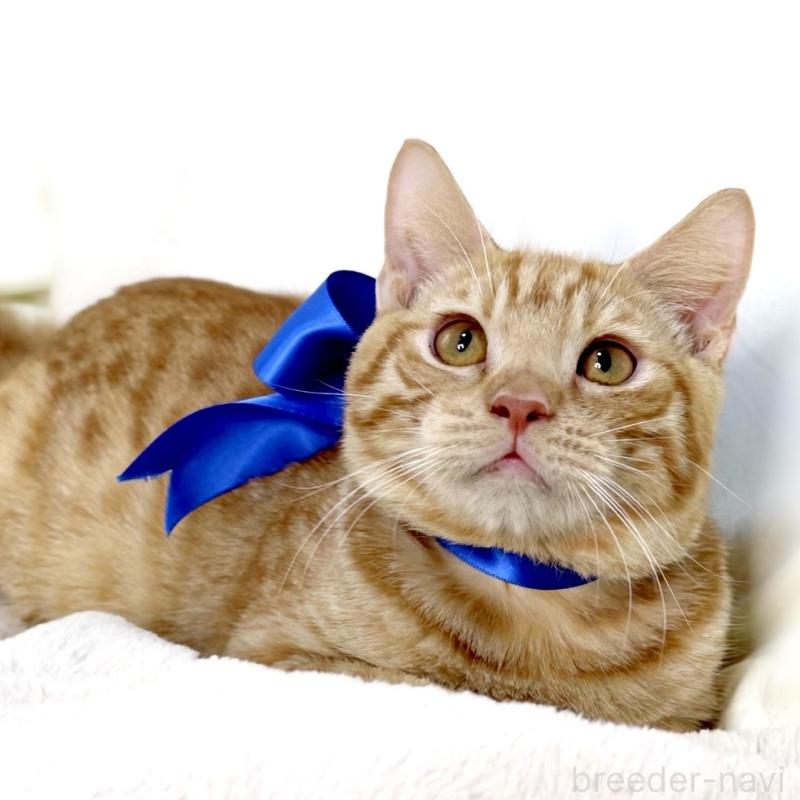 商談中の栃木県のマンチカン-135752の3枚目