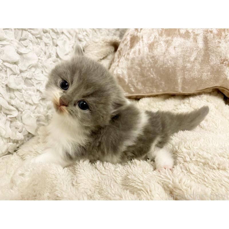 販売中の島根県のスコティッシュフォールド-137441の5枚目