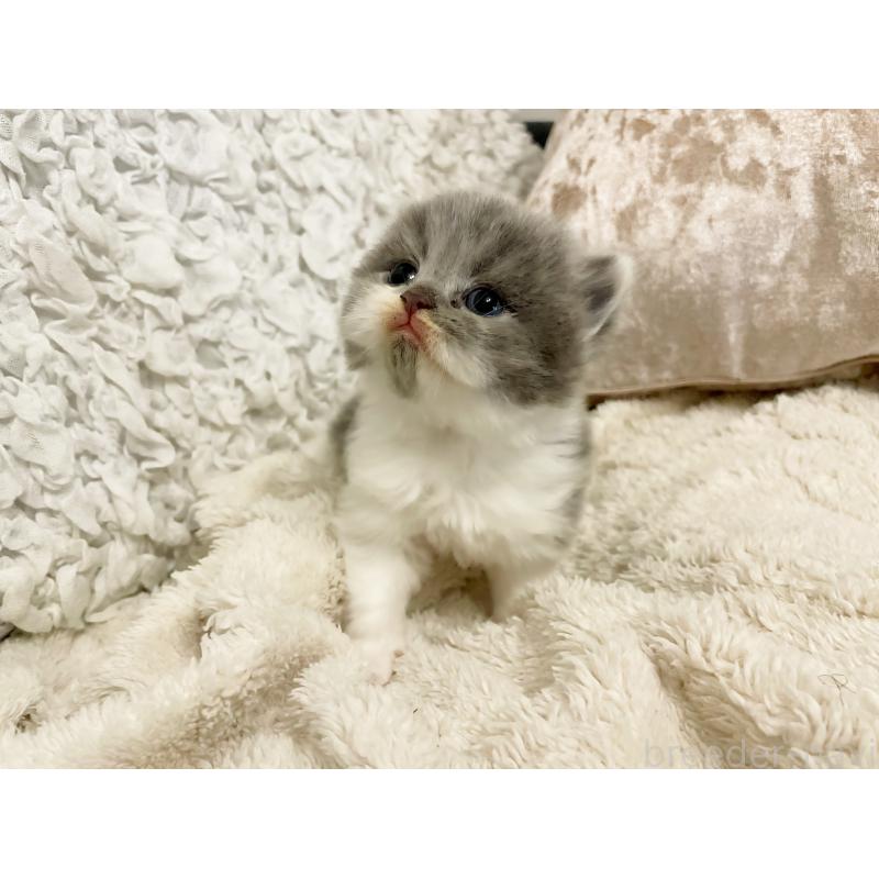 販売中の島根県のスコティッシュフォールド-137441の4枚目