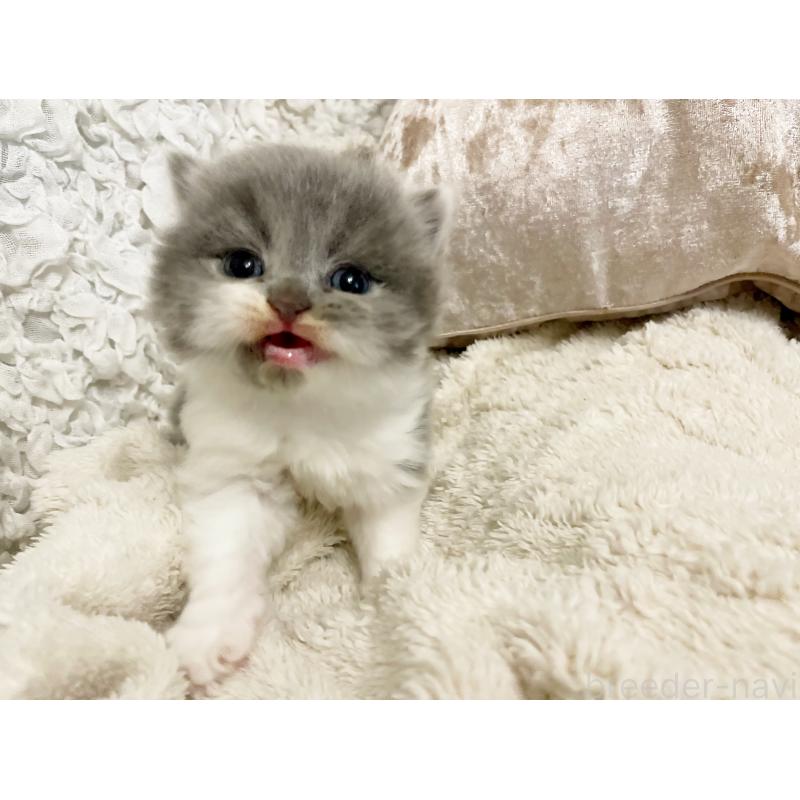 販売中の島根県のスコティッシュフォールド-137441の3枚目