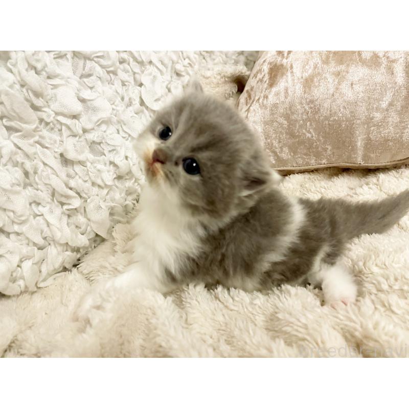 販売中の島根県のスコティッシュフォールド-137441の2枚目