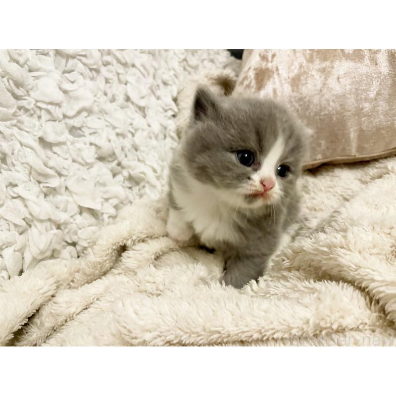 成約済の島根県のスコティッシュフォールド-137442の5枚目