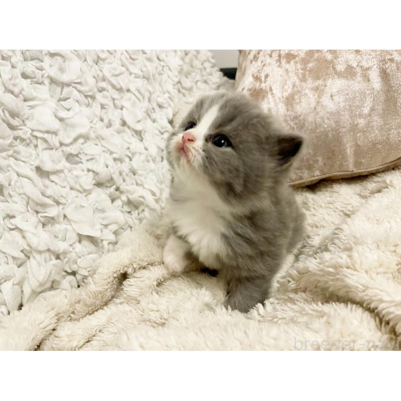 成約済の島根県のスコティッシュフォールド-137442の3枚目