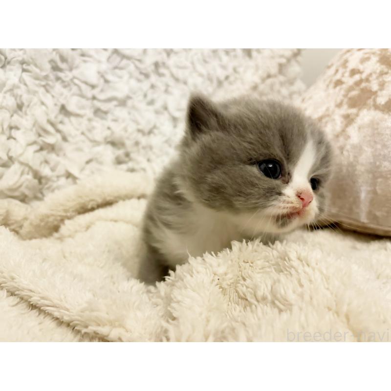 成約済の島根県のスコティッシュフォールド-137442の2枚目