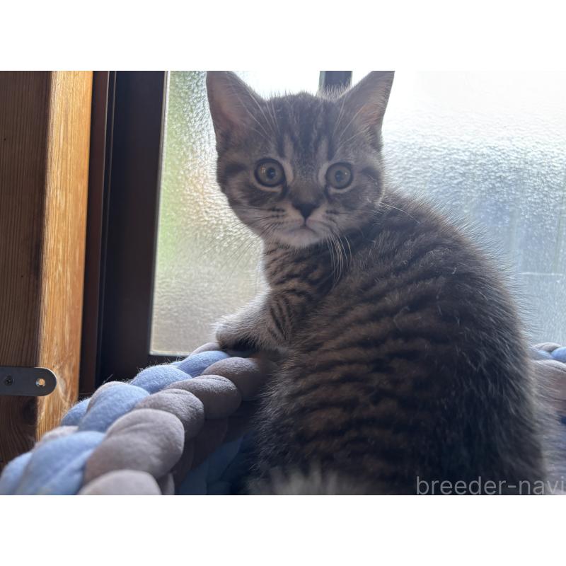 販売中の千葉県のスコティッシュフォールド-134881の3枚目