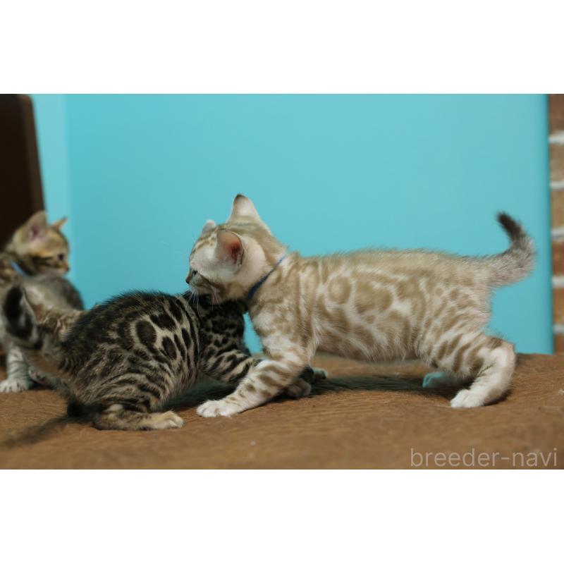 販売中の大阪府のベンガル-138149の4枚目