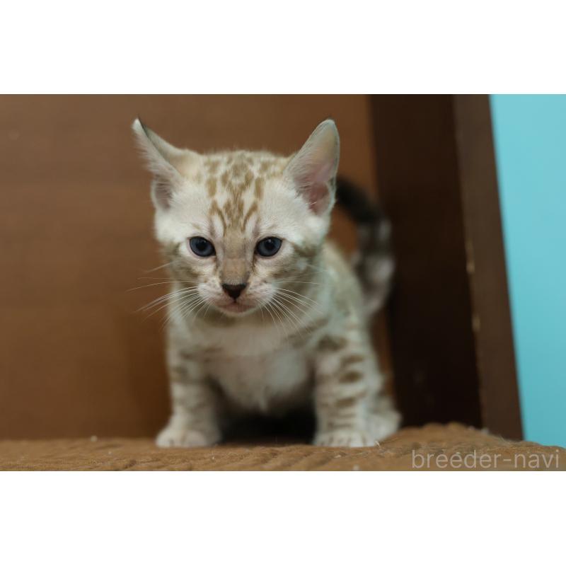 販売中の大阪府のベンガル-138149の3枚目