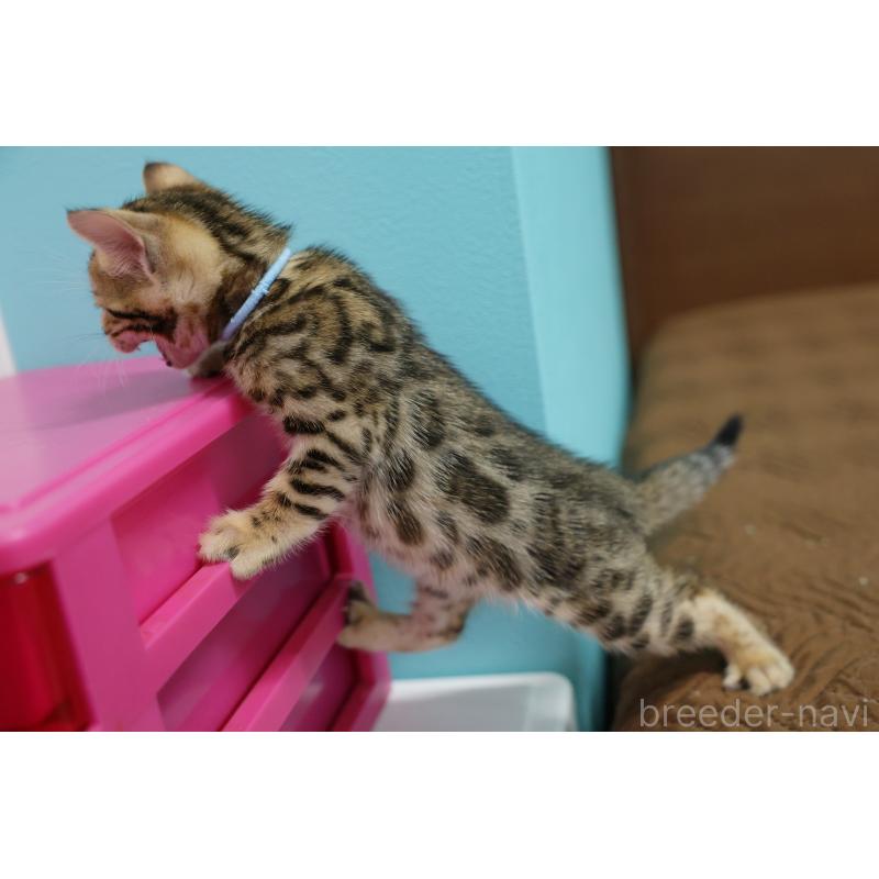 販売中の大阪府のベンガル-138152の13枚目