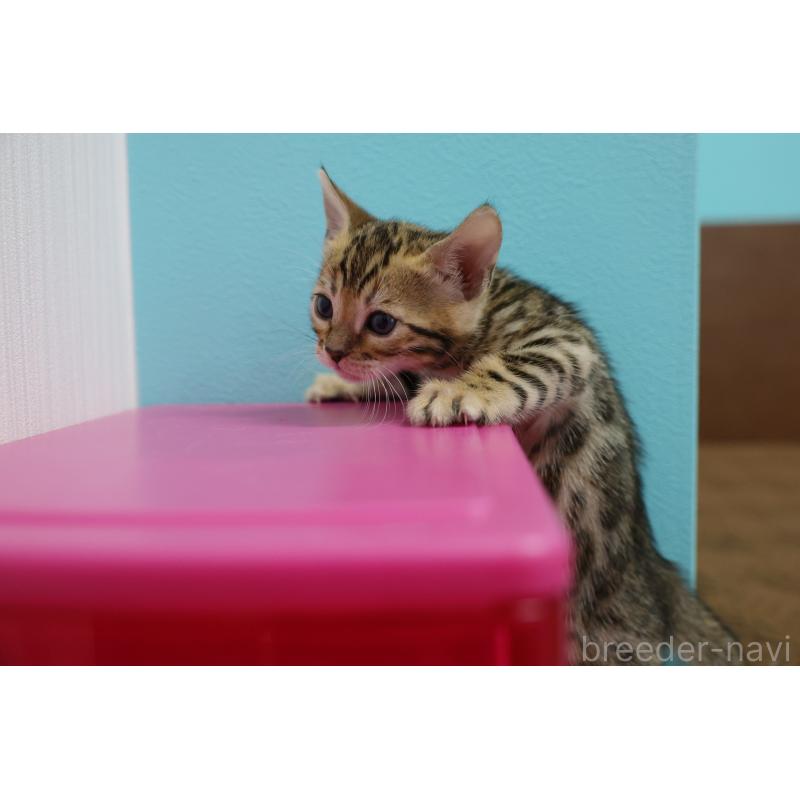 販売中の大阪府のベンガル-138152の12枚目