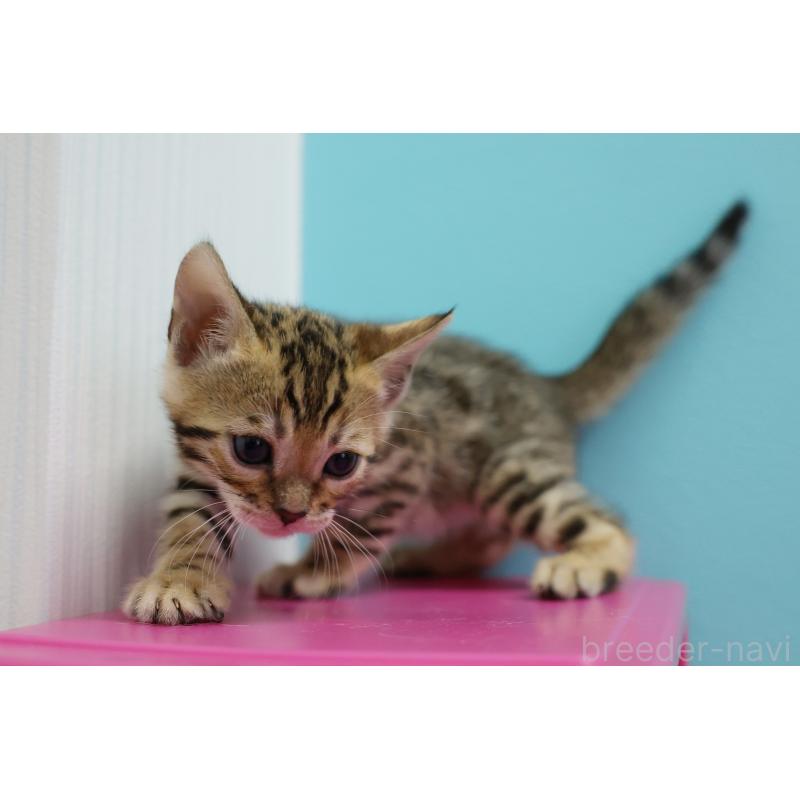 販売中の大阪府のベンガル-138152の11枚目