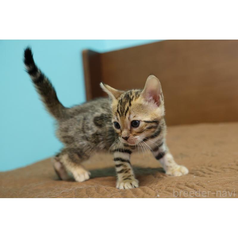 販売中の大阪府のベンガル-138152の10枚目