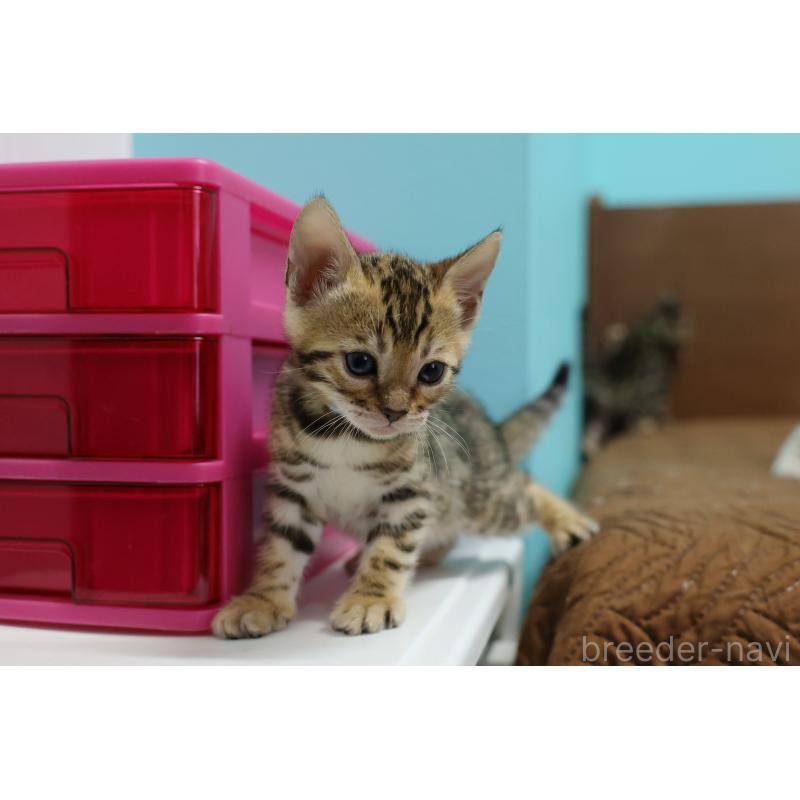 販売中の大阪府のベンガル-138152の9枚目