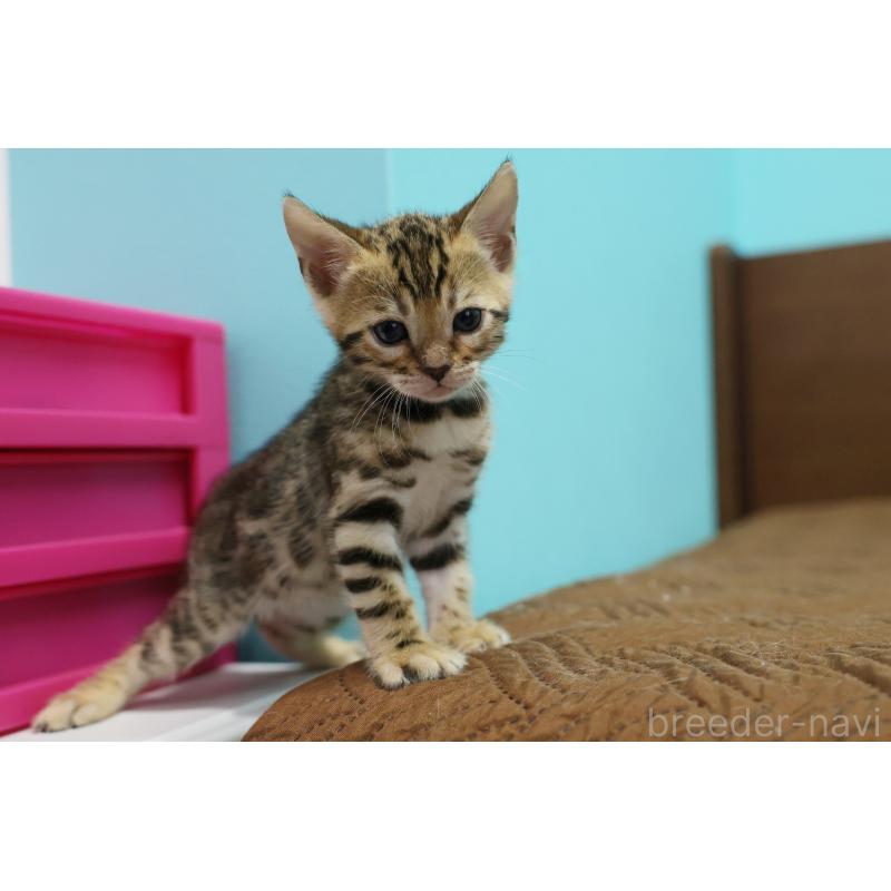 販売中の大阪府のベンガル-138152の8枚目