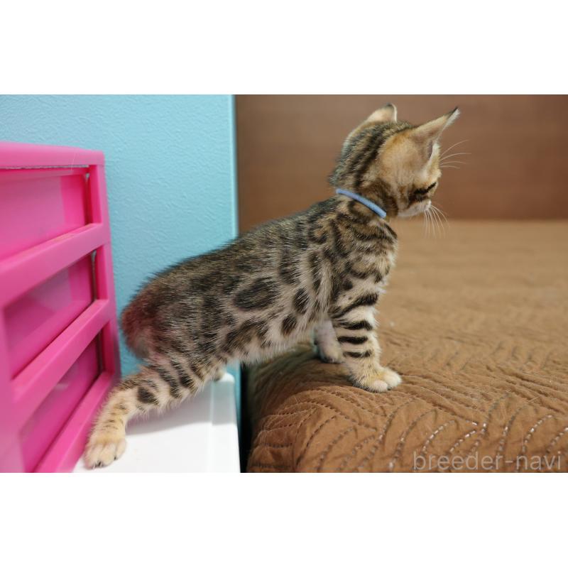 販売中の大阪府のベンガル-138152の7枚目