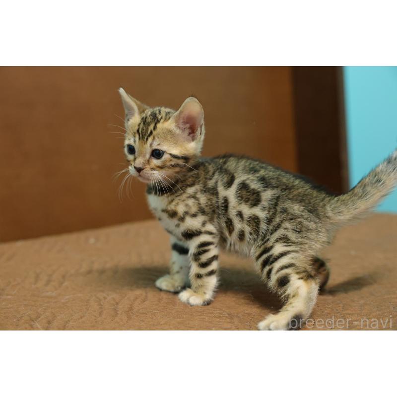 販売中の大阪府のベンガル-138152の6枚目