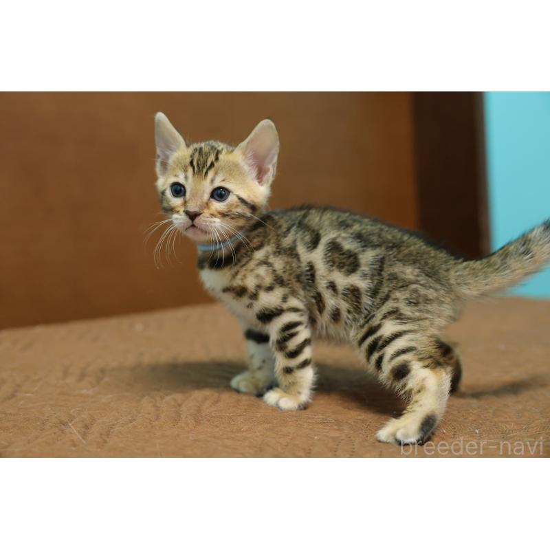 販売中の大阪府のベンガル-138152の5枚目