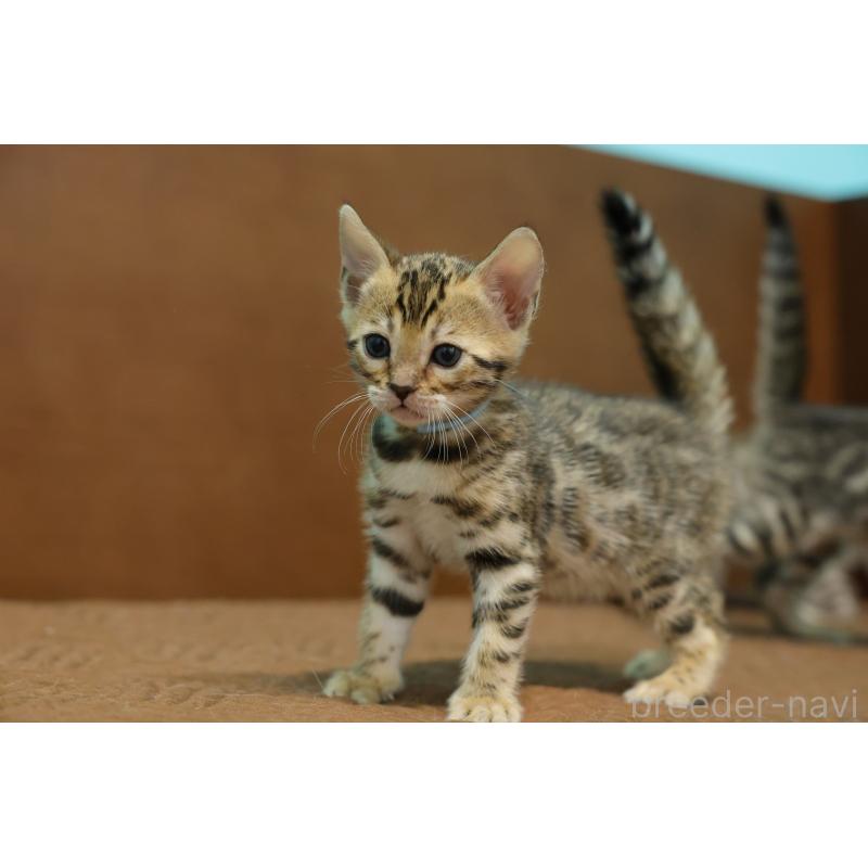 販売中の大阪府のベンガル-138152の4枚目