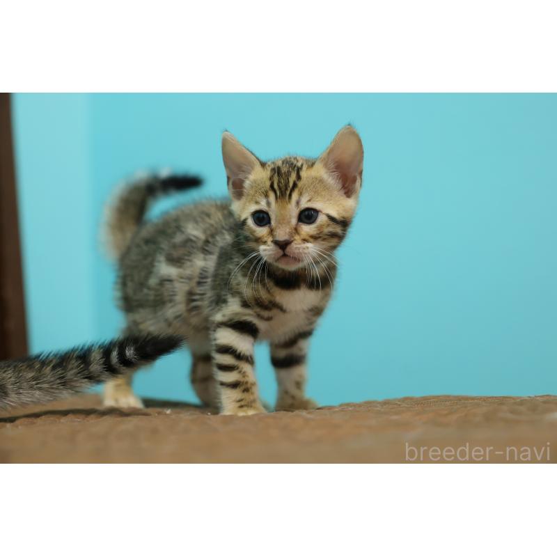 販売中の大阪府のベンガル-138152の3枚目