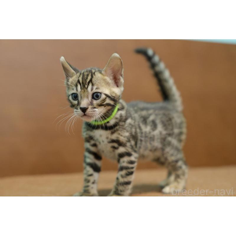 販売中の大阪府のベンガル-138153の6枚目