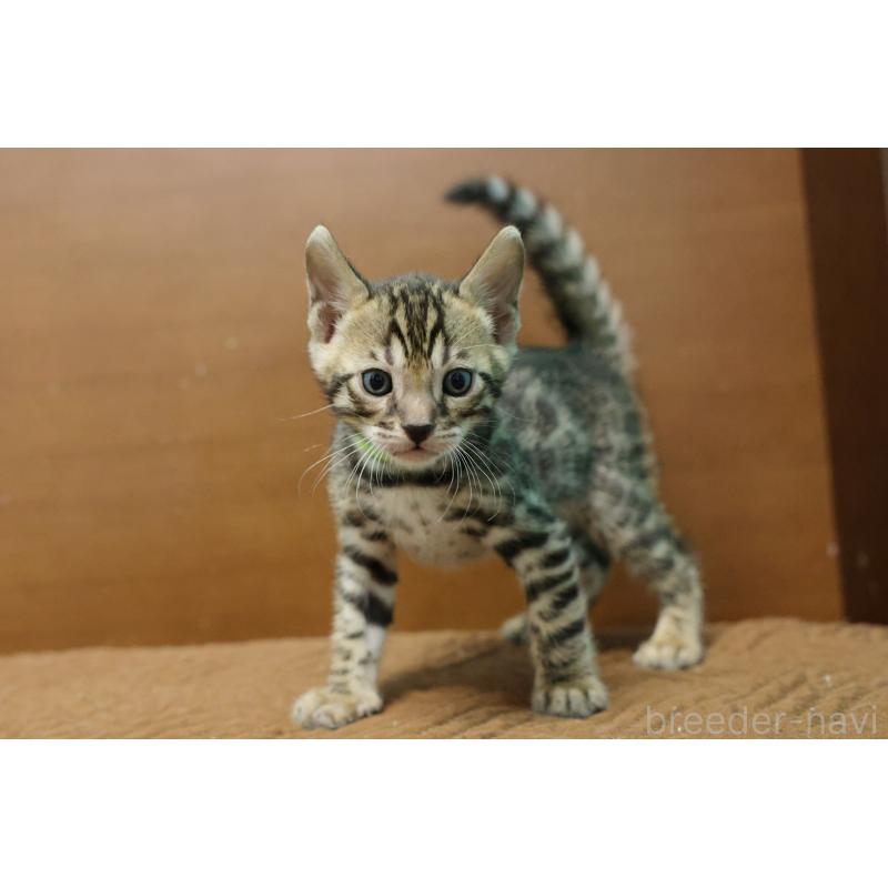 販売中の大阪府のベンガル-138153の5枚目