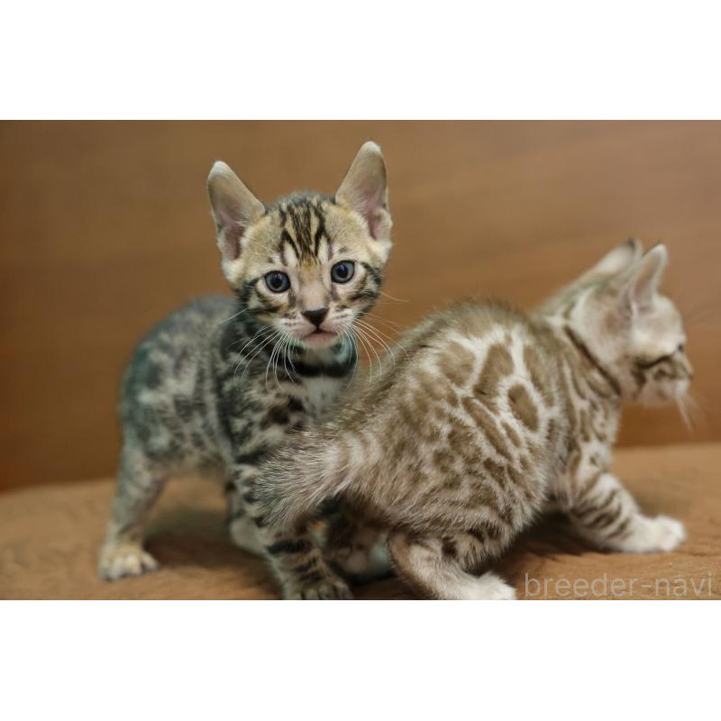 販売中の大阪府のベンガル-138153の3枚目