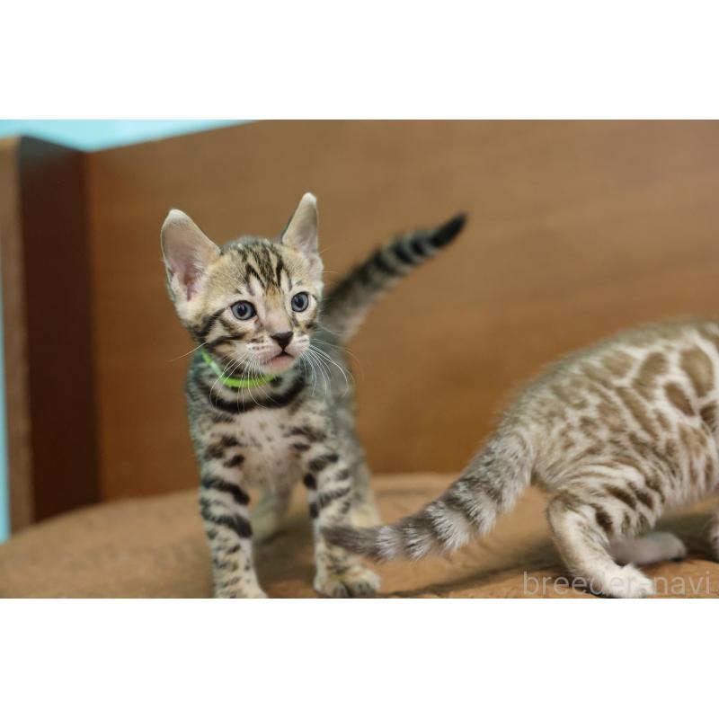 販売中の大阪府のベンガル-138153の2枚目