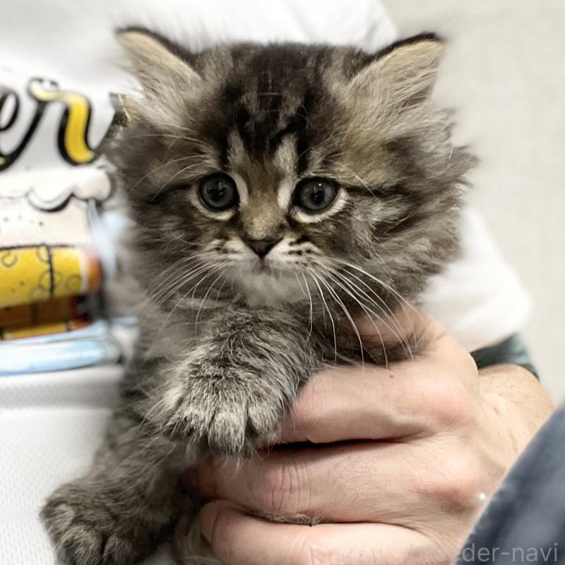 販売中の愛知県のミヌエット-136427