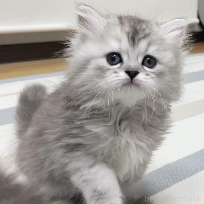 販売中の愛知県のミヌエット-136423