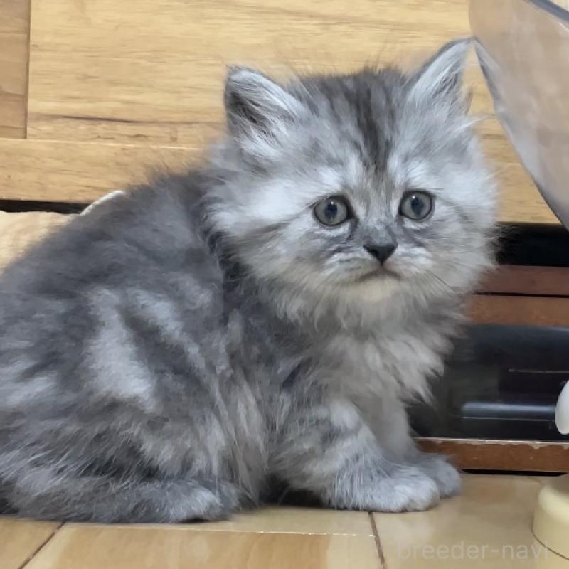 販売中の愛知県のミヌエット-136426