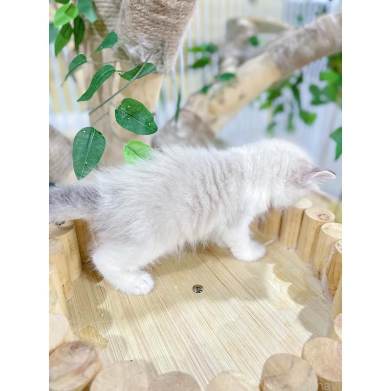 販売中の東京都のラグドール-136104の8枚目