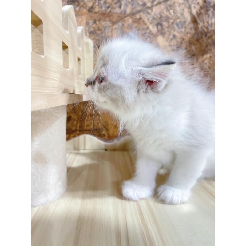 販売中の東京都のラグドール-136104の6枚目