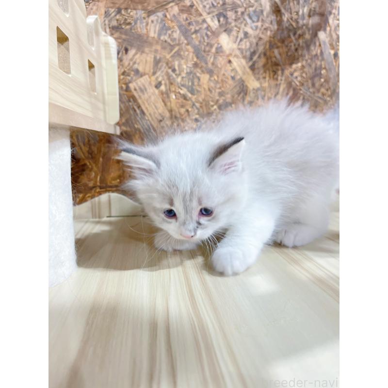 販売中の東京都のラグドール-136104の5枚目