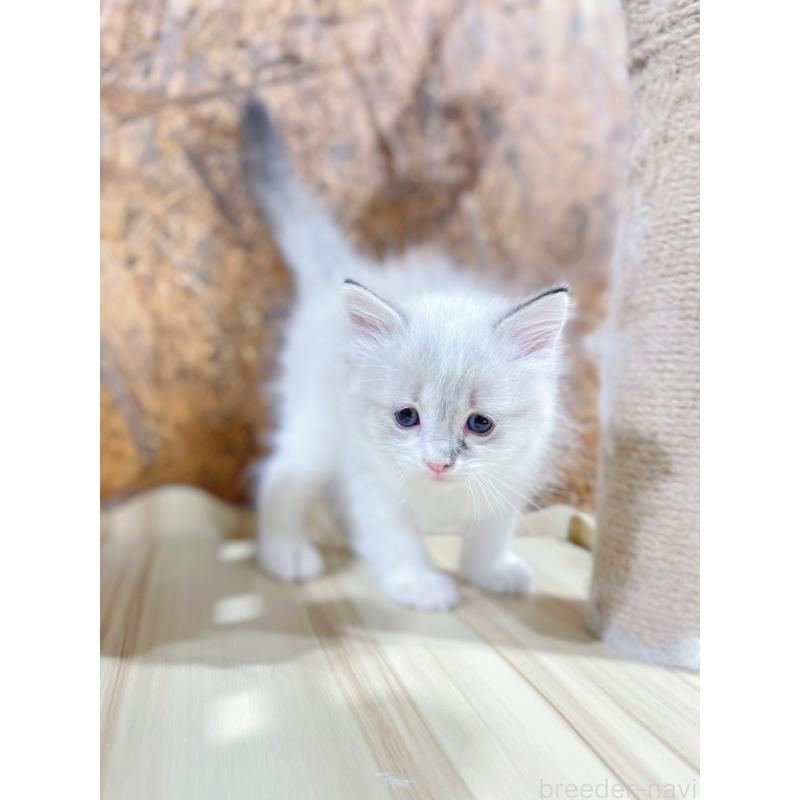 販売中の東京都のラグドール-136104の4枚目