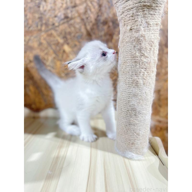 販売中の東京都のラグドール-136104の3枚目