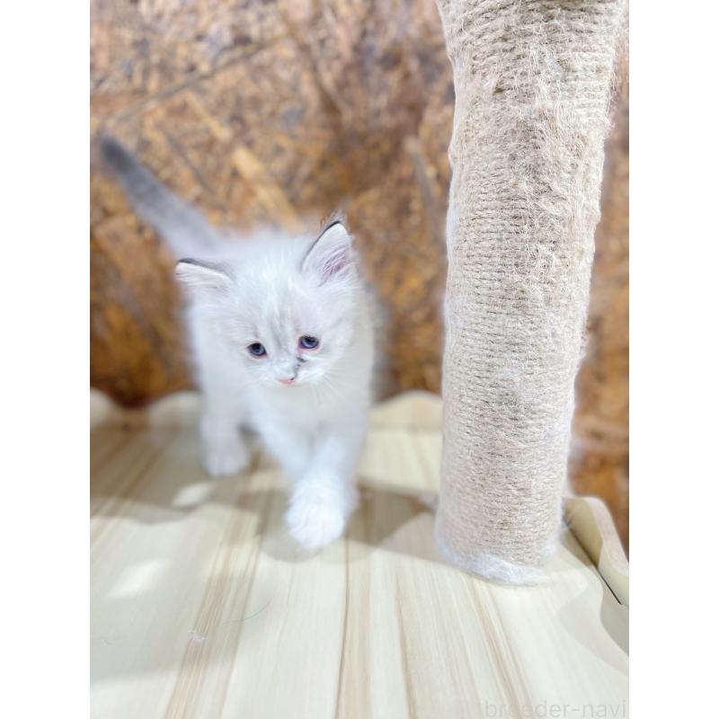 販売中の東京都のラグドール-136104の2枚目