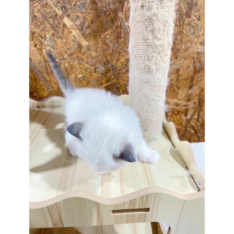 販売中の東京都のラグドール-138190の8枚目